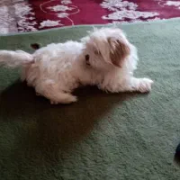 واگذاری شیتزوسوپرفلت اصیل|سگ|قدس, شهرقدس|دیوار