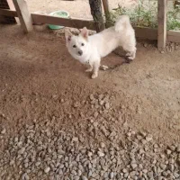 گمشده ام