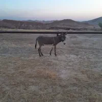 الاغ