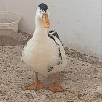 اردک|حیوانات مزرعه|سبزوار, هویزه|دیوار