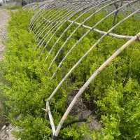 انار و اوکالیپتوس  و زیتون تلخ ریشه باز|گل و گیاه طبیعی|گنبد کاووس, |دیوار