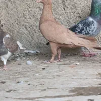 کفتر جوانه عتیقه