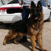 سگ ژرمن شولاین ماده