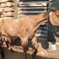 بز شیرازی دوقلوزا و شیری|حیوانات مزرعه|قم, دروازه کاشان|دیوار
