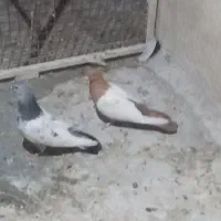 سینه سبز وسینه زرد|پرنده|شیراز, کوشک میدان|دیوار