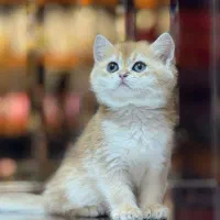 یه مثقال طلای بریتیش|گربه|تهران, دزاشیب|دیوار