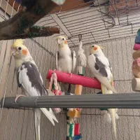 عروس هلندی
