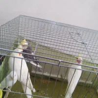 فروش جوجه عروس هلندی های خانگی|پرنده|حاجی آباد, |دیوار