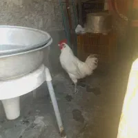 خروس لری ریشو اصیل|حیوانات مزرعه|مسجد سلیمان, |دیوار