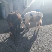 باسلام‌‌‌گاومیش‌نر‌وگوساله‌نرسیمنتال‌|حیوانات مزرعه|کوراییم, |دیوار