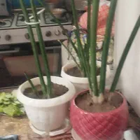 گل سانسوریا