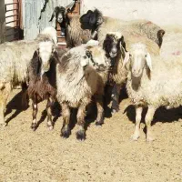 ۷راس میش بره دار و آبستن|حیوانات مزرعه|شیراز, علی آباد|دیوار