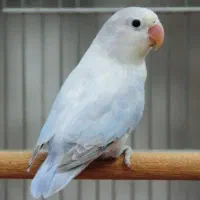 طوطی برزیلی نر