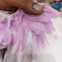 کفتر|پرنده|آران و بیدگل, |دیوار