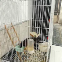 مینا سخنگو با لوازم|پرنده|نیشابور, ده حلاج|دیوار