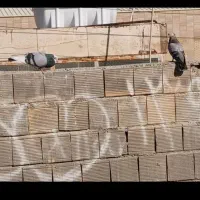 کفتر نر|پرنده|خمینی‌شهر, |دیوار