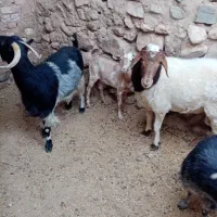 تعداد گوسفند سبک و سنگین کره نر و بره نر محلی|حیوانات مزرعه|زرند, |دیوار