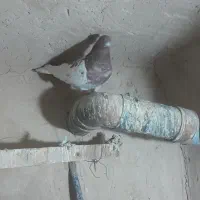 کبوتر فروشی