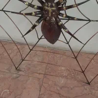 تابلو  عنکبوت