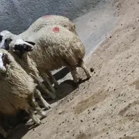 بره ماده سنجابی|حیوانات مزرعه|سرپل ذهاب, |دیوار