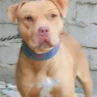 این سگ گم شده هرکی خبری ازش بده مژدگانی خوبی میدم