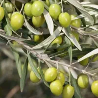 نهالستان زیتون نمونه