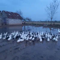 اردک ۳ ماهه نر و ماده|حیوانات مزرعه|آستانه اشرفیه, |دیوار