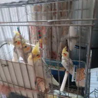 عروس هلندی