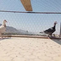 ی جفت جوجه سرور|پرنده|پیر بکران, |دیوار