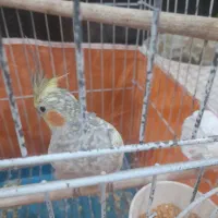 عروس هلندی|پرنده|سامان, |دیوار