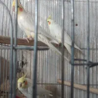 عروس هلندی لوتینو گمشده