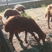 بره نر وگوسفند فروشی