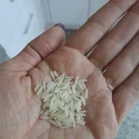 برنج ایرانی طارم مازندران