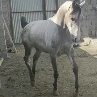 فروش اسب نریان عرب|اسب و تجهیزات اسب‌سواری|چادگان, |دیوار