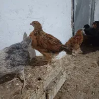۷۰ عدد جوجه دوماه و نیم