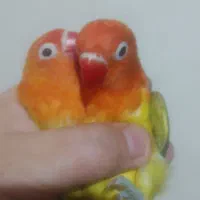 طوطی برزیلی یوینگ یک جفت