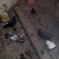 کفتر پرشی ومهلقی