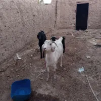 بز همراه دوشنک نر|حیوانات مزرعه|مهرستان, |دیوار