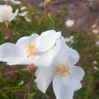 خدمات کشاورزی ،باغبانی و فضای سبز