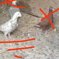 ۳ کفتر پلاکی