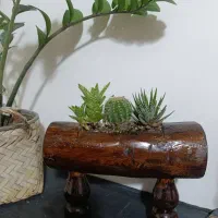 تولیدی چوبی گلدان|گل و گیاه طبیعی|قم, سراجه (۱۵ خرداد)|دیوار