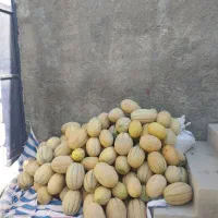 خربزه  جانا ۵۰۰ کیلو