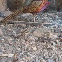 اواوومو جو دات زیبا