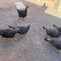 بوقلمون ماده