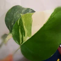 برگ انجیری ابلق، مانسترا ابلق|گل و گیاه طبیعی|قم, انسجام|دیوار