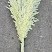 گل پامپاس،به صورت عمده وقیمت عالی|گل و گیاه طبیعی|نکا, |دیوار