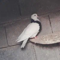 کبوتر|پرنده|باشت, |دیوار
