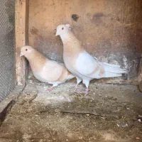 ۳۰جفت مایه کفتر همه بشرط پرشی