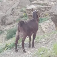 یک عددنربز یکساله