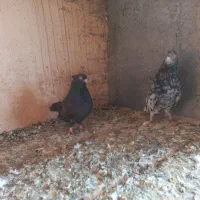 کبوتر|پرنده|دامغان, |دیوار